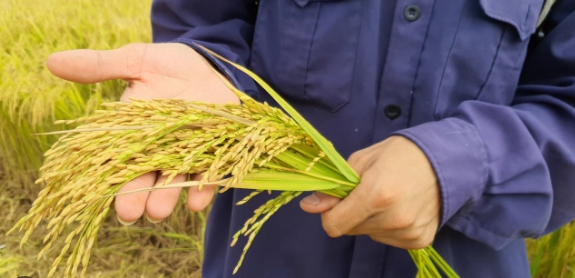 VIDEO: Hiệu quả sản xuất giống lúa Bắc Thịnh gắn với bao tiêu sản phẩm